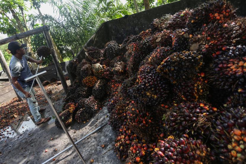 Pekerja mengumpulkan buah kelapa sawit di salah satu tempat pengepul kelapa sawit di Jalan Mahir Mahar, Palangka Raya, Kalimantan Tengah, Selasa (26/4/2022). Dalam beberapa hari terakhir harga kelapa sawit di daerah tersebut mulai menurun dari Rp3.780 ribu per kilogram menjadi Rp2.200 ribu per kilogram, penurunan itu terjadi menyusul adanya kebijakan terkait larangan ekspor minyak sawit mentah atau crude palm oil (CPO) mulai 28 April mendatang. 