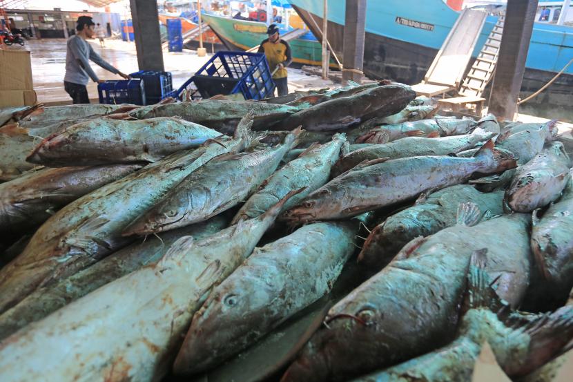 Pekerja mengumpulkan ikan di tempat pelelangan ikan Karangsong, Indramayu, Jawa Barat, Senin (16/5/2022). Kementerian Kelautan dan Perikanan menyatakan nilai ekspor perikanan Indonesia pada kuartal I tahun 2022 mencapai 1,53 miliar dolar AS atau setara dengan Rp21,95 triliun, naik 21,63 persen dibanding periode yang sama tahun 2021.