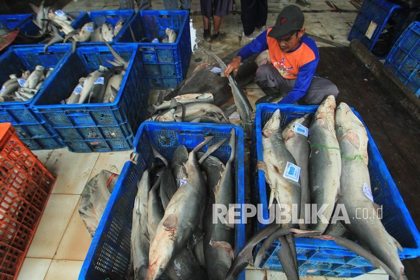 Pekerja mengumpulkan ikan hasil tangkapan nelayan (ilustrasi). KKP mendorong kehadiran Sentra Kelautan dan Perikanan Terpadu (SKPT) Biak dapat menjadi pengungkit ekonomi masyarakat setempat.