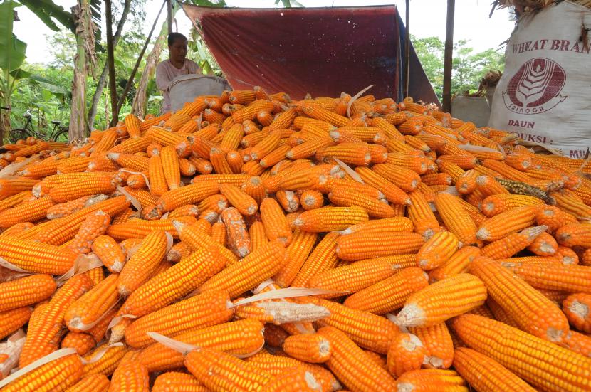 Badan Pangan Nasional mengungkapkan sebanyak 171 ribu ton jagung impor akan mulai berdatangan di pelabuhan Indonesia pekan depan. (ilustrasi)