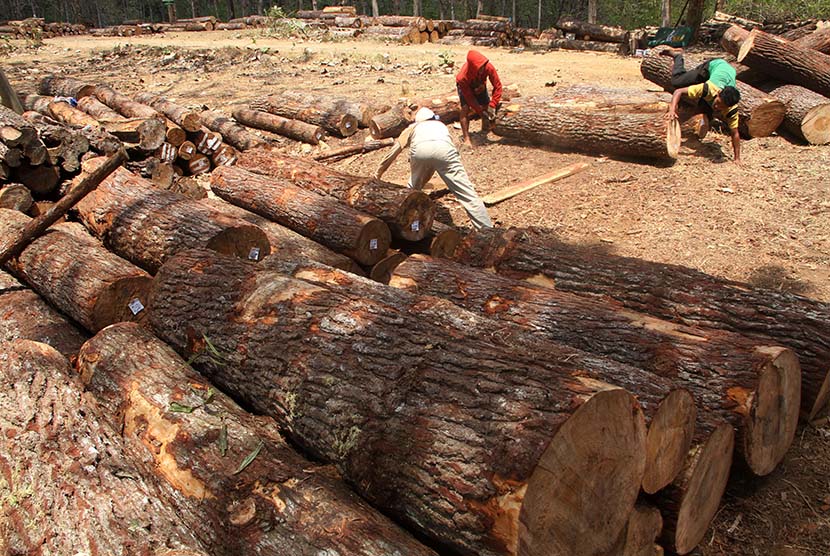 Pekerja mengumpulkan kayu hasil tebangan di kawasan hutan yang dikelola Perum Perhutani Jawa Timur.