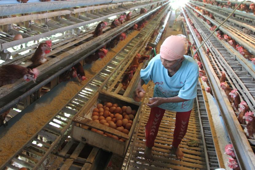 Pekerja mengumpulkan telur di sentra peternakan ayam petelur di Wonokoyo, Malang, Jawa Timur, Selasa (16/8/2022). Meningkatnya harga pakan ayam berupa jagung dan konsentrat berdampak pada harga telur di tingkat peternak yang turut naik dari Rp23.000 menjadi Rp28 ribu per kilogram.