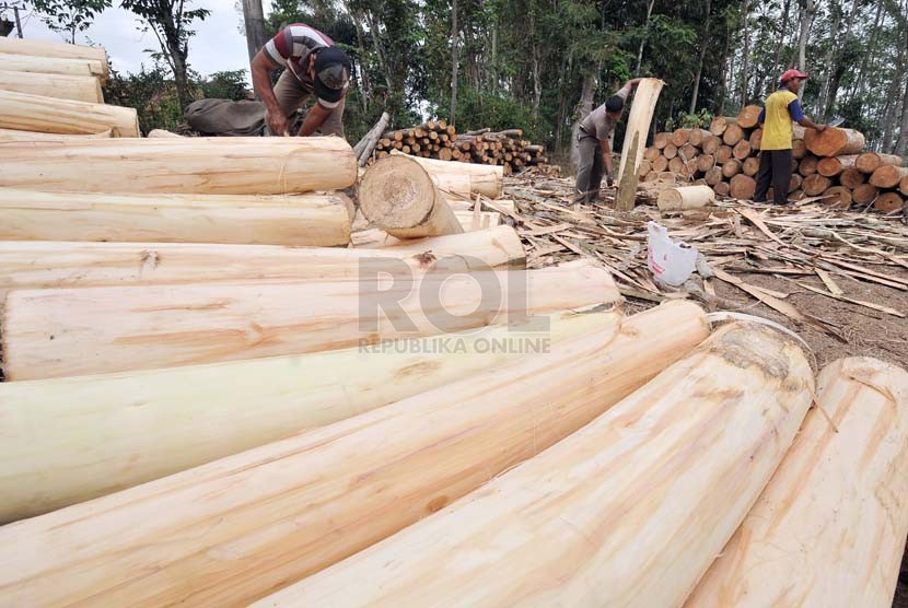 Pekerja mengupas kulit kayu pohon Sengon di desa Jatiroto, kecamatan Sumber Baru, Kabupaten Jember, Jatim, Rabu (8/10).( Antara/Hendra Sonie)