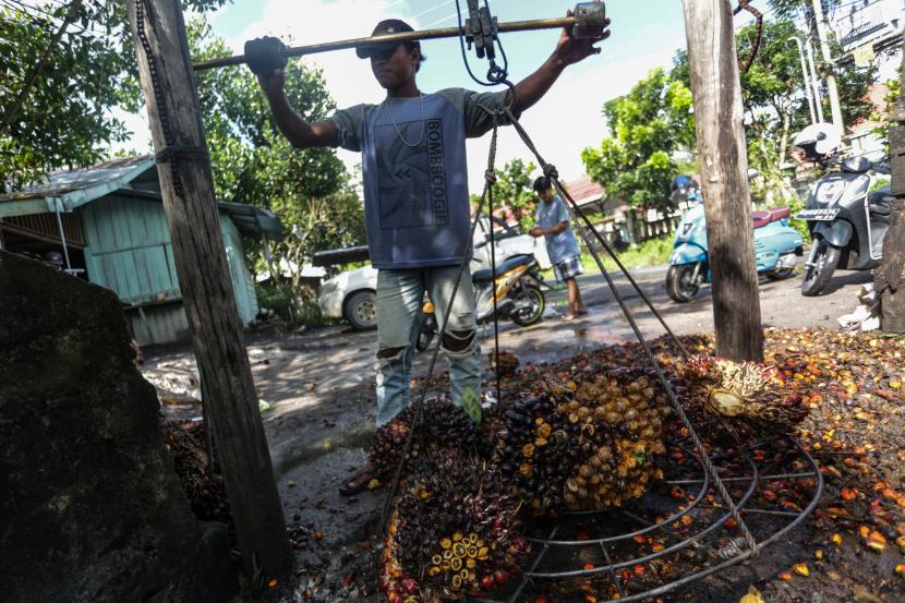 Pekerja menimbang buah kelapa sawit di salah satu tempat pengepul kelapa sawit di Jalan Mahir Mahar, Palangka Raya, Kalimantan Tengah, Selasa (26/4/2022). Gabungan Pengusaha Kelapa Sawit Indonesia (Gapki) mencatat produksi minyak sawit (CPO) pada bulan Februari 2023 hanya mencapai 3,883 juta ton.