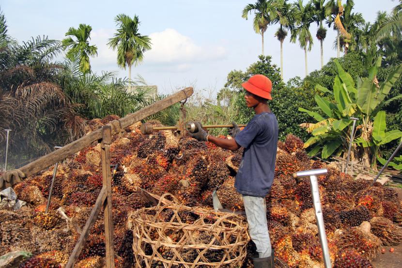 Pekerja menimbang tandan buah segar sawit di sebuah RAM Kelurahan Purnama Dumai, Riau, Rabu (3/2). Komoditas sawit diakui mampu menciptakan daerah pusat pertumbuhan ekonomi baru.