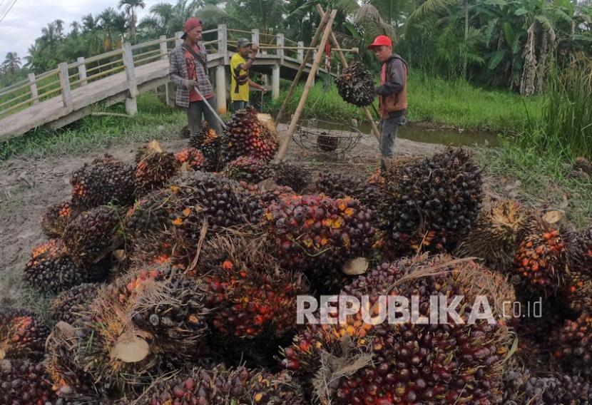 Pekerja menimbang tandan buah segar (TBS) kelapa sawit di Bram Itam, Tanjungjabung Barat, Jambi, Selasa (15/3/2022). Harga minyak sawit mentah (Crude Palm Oil/CPO) di Jambi pada periode 10-16 Juni 2022 kembali mengalami penurunan senilai Rp 331 dari Rp 11.070 menjadi Rp10.739 per kilogram. 