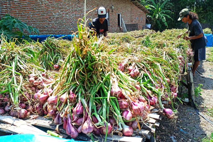 Pekerja menjemur bawang merah (ilustrasi)