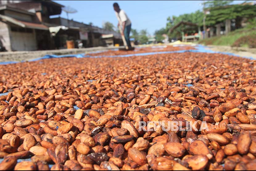 Pekerja menjemur biji kakao di salah satu tempat pengumpul kakao di Desa Buket Teukuh, Idi Tunong, Aceh Timur, Aceh. Harga referensi biji kakao pada Desember 2018 meningkat sebesar 129,60 dolar AS atau 6,11 persen, yaitu dari 2.120,98 dolar AS per MT menjadi 2.250,58  dolar AS per MT.
