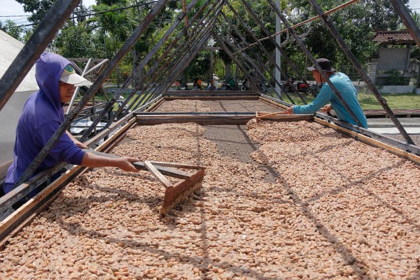 Pekerja menjemur biji kakao yang sudah difermentasi di Koperasi Kakao Kerta Semaya Samaniya, Desa Nusasari, Jembrana, Bali, Jumat (26/8/2022). 