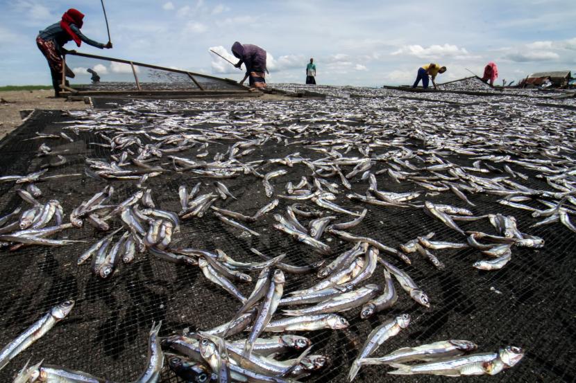 Pekerja menjemur ikan teri kualitas ekspor di sebuah pondok produksi di Desa Pusong Baru, Lhokseumawe, Aceh, Kamis (22/9/2022).