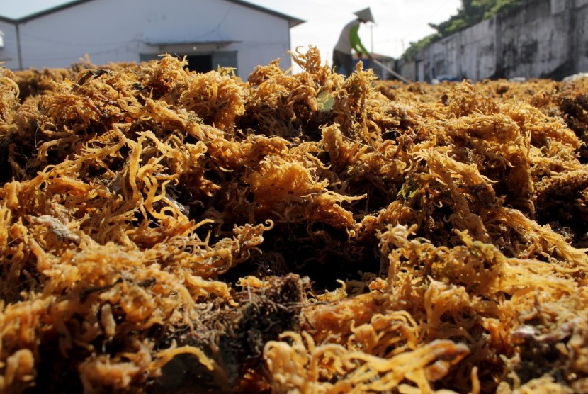 Supplier Rumput Laut: Pekerja menjemur rumput laut di salah satu gudang perusahaan supplier di Makassar, Sulawesi Selatan, Selasa, (26/2/2019). 