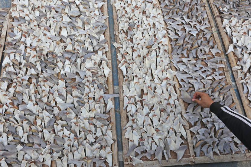 Pekerja menjemur sirip ikan hiu di Indramayu, Jawa Barat, Ahad (3/7/2022). Menurut pengusaha, permintaan sirip ikan hiu dari berbagai negara seperti Hongkong, Tiongkok dan Singapura mulai meningkat dengan harga jual seharga Rp250 ribu per kilogram hingga Rp1,8 juta per kilogram tergantung ukuran dan kualitas. 