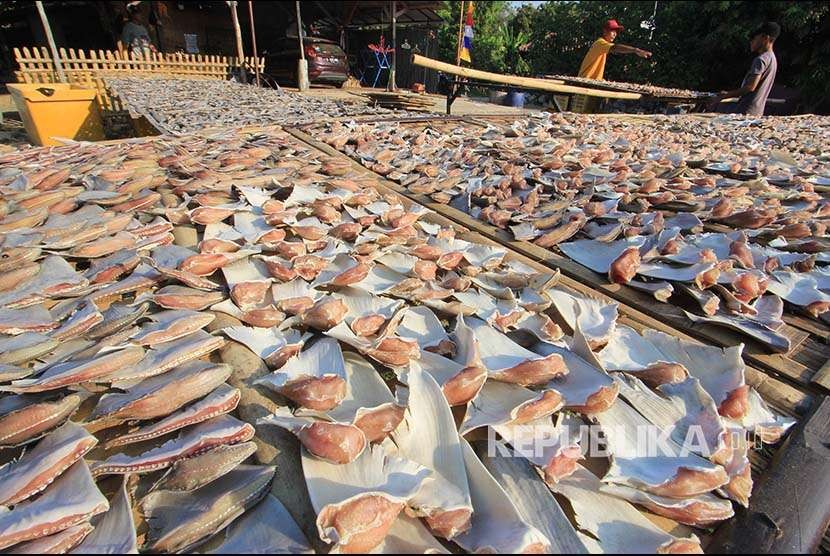 Pekerja menjemur sirip ikan hiu di Pabean udik, Indramayu, Jawa Barat, Sabtu (11/8). Data Kementerian Kelautan dan Perikanan menyebutkan Indonesia mengekspor 1.350 ton sirip ikan hiu kering per bulan ke sejumlah negara pada tahun 2017.