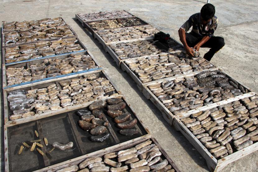 Pekerja menjemur timun laut (teripang) di salah satu industri pengolahan teripang di Galesong, Kabupaten Takalar, Sulawesi Selatan, Jumat (8/10/2021). Kementerian Kelautan dan Perikanan (KKP) menargetkan Pendapatan Negara Bukan Pajak (PNBP) sektor kelautan dan perikanan hingga 2024 mencapai Rp12 triliun dengan melakukan perbaikan terhadap beberapa Peraturan Menteri sebagai turunan dari UU Cipta Kerja, salah satunya adalah mengedepankan penerapan denda administrasi daripada sanksi pidana bagi pelaku usaha yang melanggar.