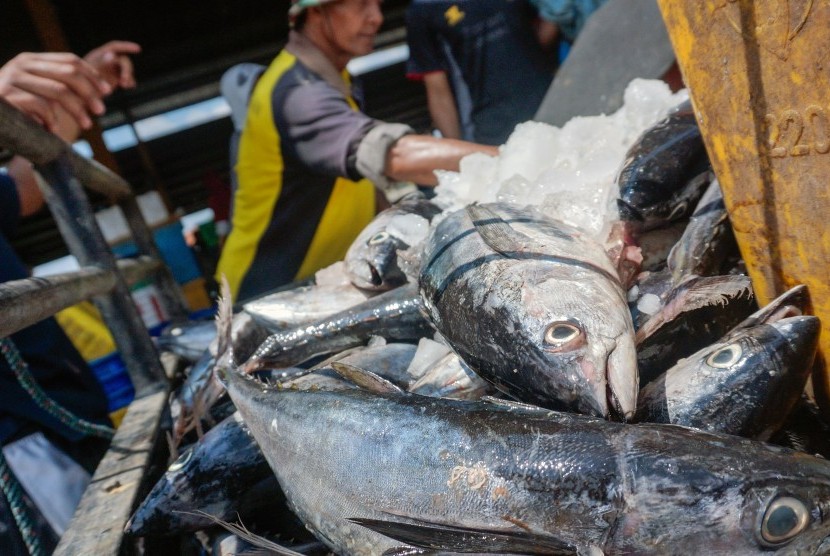 Konsumsi ikan tongkol yang tidak higienis disinyalir penyebab warga Jember keracunan. Foto ilustrasi ikan tongkol.