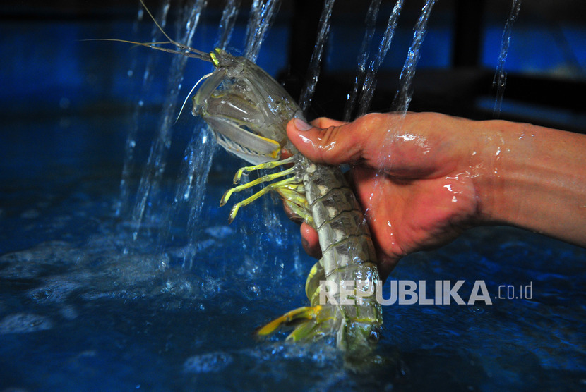 Pekerja menunjukkan udang belalang di Kampung Nelayan Kuala Tungkal, Tanjungjabung Barat, Jambi. Pengusaha keluhkan regulasi yang melarang menggunakan pukat udang