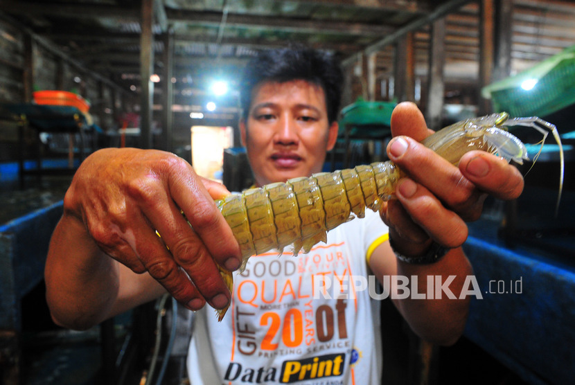 Pekerja menunjukkan udang belalang di Kampung Nelayan Kuala Tungkal, Tanjungjabung Barat, Jambi, Selasa (10/3/2020).