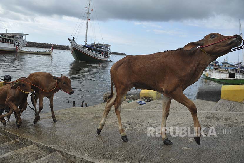 Pekerja menurunkan sapi dari kapal pengangkut di Pelabuhan Kalbut, Situbondo, Jawa Timur, Kamis (13/10). Pekerja tersebut menurunkan sapi dengan cara melempar ke laut karena tidak adanya fasilitas bongkar muat ternak di pelabuhan tersebut.