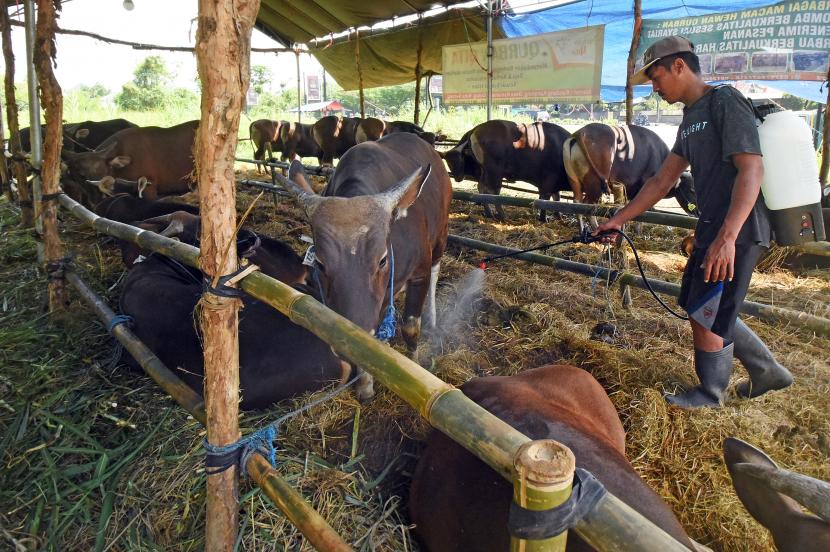 Pekerja menyemprotkan cairan disinfektan di kandang hewan kurban di sentra penjualan hewan kurban di Boru, Kota Serang, Banten, Kamis (30/6/2022). Menurut pedagang harga hewan kurban tahun ini naik dibanding tahun lalu seperti sapi dengan bobot sekitar 225 kg naik dari Rp18 juta menjadi Rp22 juta dan sapi dengan bobot sekitar 350 kg naik dari Rp22 juta menjadi Rp26 juta akibat terbatasnya pasokan karena adanya karantina wilayah untuk mencegah penyebaran penyakit mulut dan kuku (PMK).