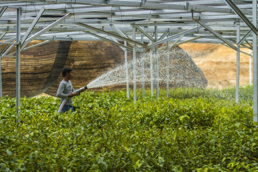 Pekerja menyiram berbagai jenis bibit pohon di pusat Persemaian Mentawir IKN Nusantara, Kalimantan Timur.