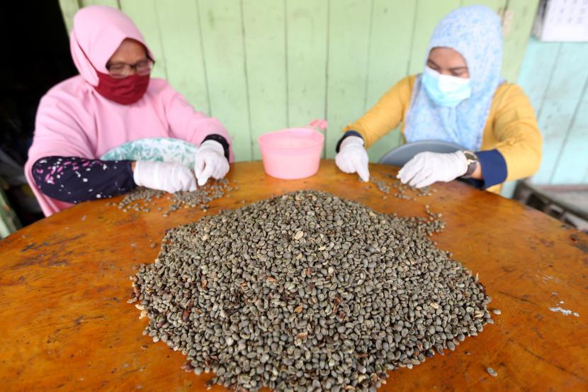 Pekerja menyortir biji kopi arabika gayo di UD.Tiara Global Coffee, Takengon, Aceh Tengah, Aceh, Kamis (16/9/2021). Harga kopi arabica Gayo terus melambung hingga menyentuh harga tertinggi sepanjang sejarah. Ilustrasi.