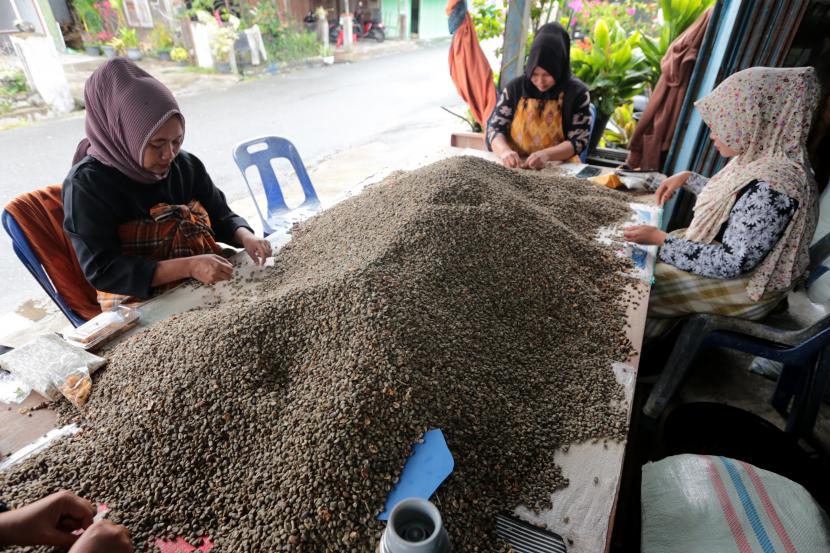 Pekerja menyortir biji kopi arabika Gayo untuk diekspor di Bebesen, Aceh Tengah, Aceh, Ahad (28/8/2022). Sekitar 85 persen hasil panen kopi arabika Gayo di Kabupaten Aceh Tengah, Bener Meriah dan Gayo Lues diekspor ke beberapa negara sedangkan 15 persen lainnya untuk memenuhi permintaan pasar lokal dan sejumlah daerah di Indonesia.