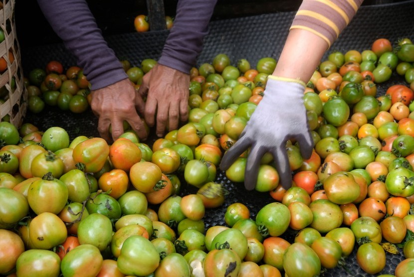 Harga Tomat Anjlok: Pekerja menyortir buah tomat di areal persawahan Desa Bajangan, Parakan, Temanggung, Jawa Tengah, Senin (4/3/2019).