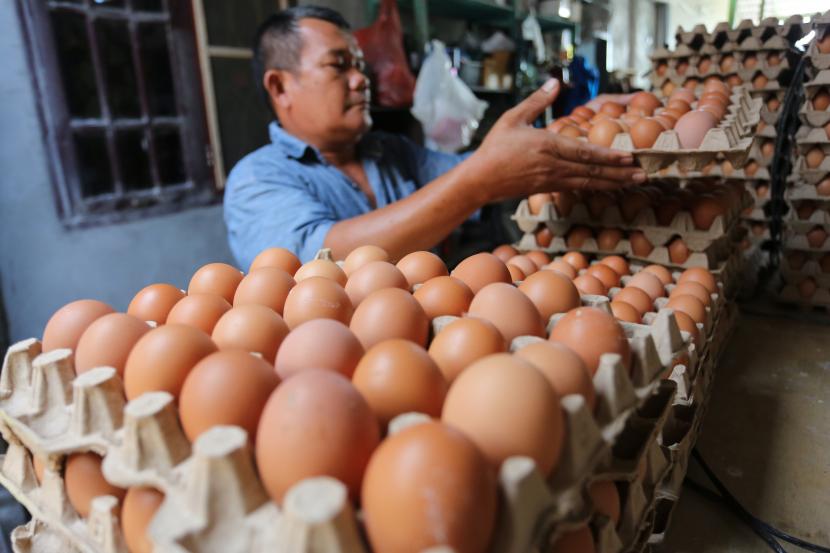 Pekerja menyortir dan membersihkan telur ayam. Harga telur bertahan tinggi sejak Agustus 2022.
