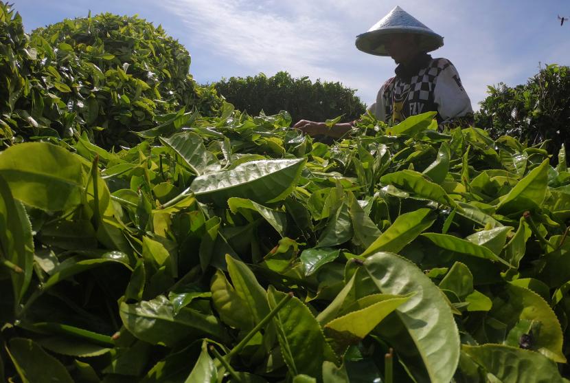 Pemetik teh (ilustrasi). Industri teh yang mendukung ratusan ribu orang menderita akibat keputusan pemerintah Sri Lanka yang melarang pupuk kimia. Produksi teh kuartal pertama turun 15 persen pada tahun ini ke level terendah sejak 2009.