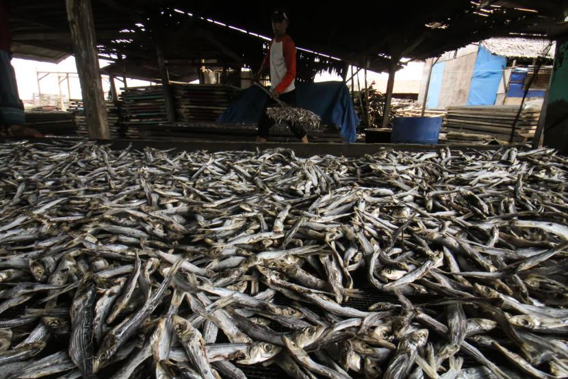 Pekerja menyortir ikan teri kualitas ekspor di sebuah pondok produksi (ilustrasi).