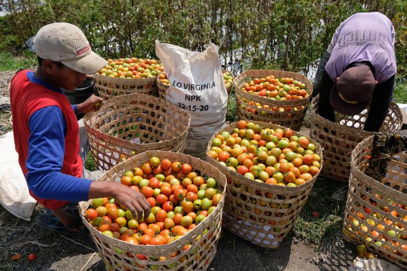 Sejumlah petani di Kabupaten Sigi, Provinsi Sulawesi Tengah, panen komoditi tomat . Foto panen tomat, (ilustrasi).