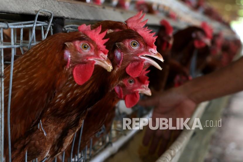 Pekerja meratakan pakan ayam di peternakan ayam petelur. (Ilustrasi)