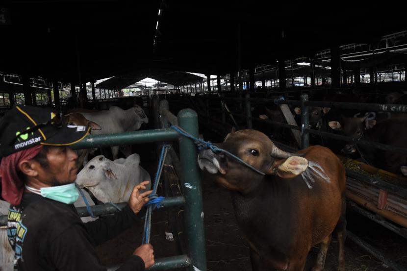 Pekerja merawat sapi untuk kurban di Rumah Pemotongan Hewan (RPH) PD Dharma Jaya, Cakung, Jakarta, Senin (19/7/2021). Pihak pengelola RPH tersebut menargetkan pemotongan hingga 1000 ekor sapi kurban pada Hari Raya Idul Adha tahun ini yang pelaksanaannya akan dimulai pada Rabu (21/7) dini hari.