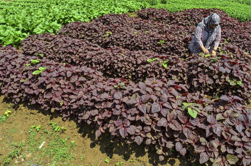 Pekerja merawat tanaman sayuran jenis bayam merah di Kampung Gunung Ranji, Kota Tasikmalaya, Jawa Barat, Kamis (2/9). BI Tasikmalaya menyampaikan strategi untuk pemulihan ekonomi.