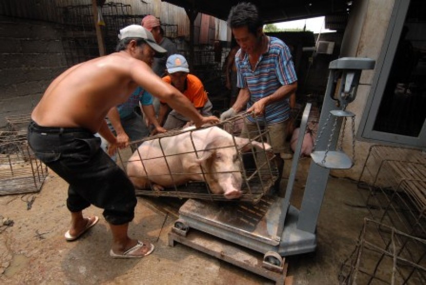 Pekerja salah satu peternakan babi, menimbang berat babi sebelum didistribusikan, DI Neglasari, Tangerang, Banten, Kamis (8/10).