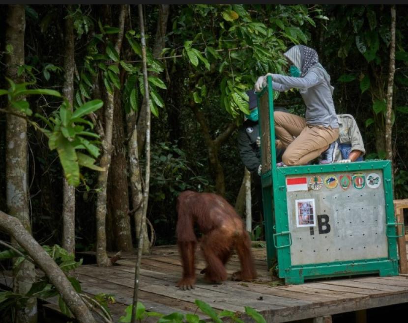 Pelepasaliaran Orangutan ke ke Pulau Badak Kecil, Kalimantan Tengah.