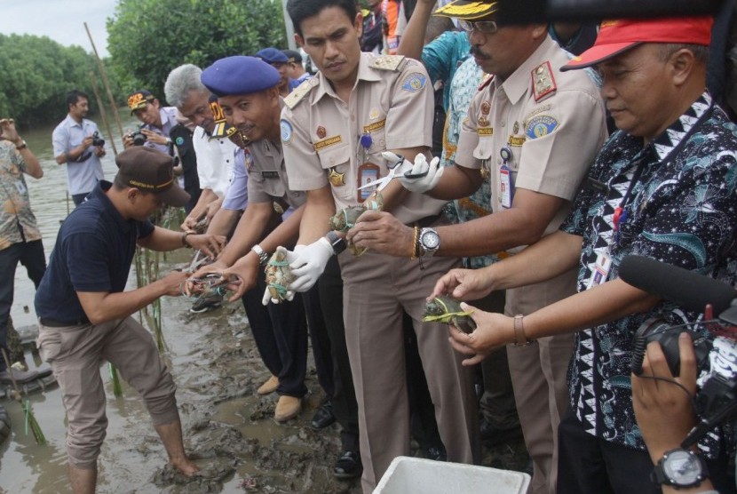 Pelepasliaran kepiting bakau.