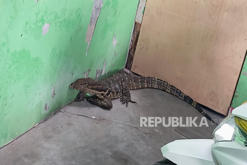 Pemadam kebakaran berhasil mengevakuasi seekor biawak yang memasuki sebuah bengkel di Kelurahan Awirarangan, Kecamatan/Kabupaten Kuningan. 