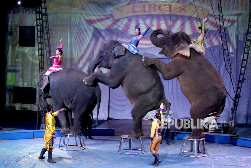Pemain sirkus bersama gajah terlatih menunjukan kebolehannya pada pertunjukan Circus Oriental Indonesia di kawasan Cibinong, Bogor, Jawa Barat, Kamis (21/6). 