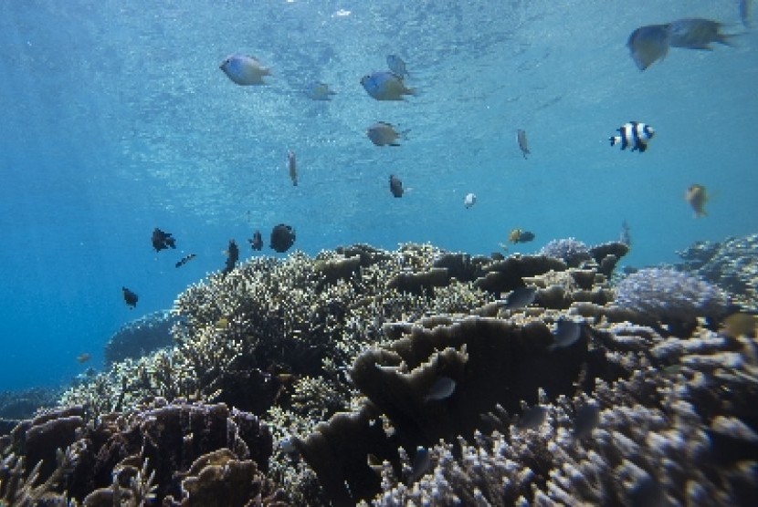 Pemandangan bawah laut di Pantai Sulamadaha, Ternate, Maluku Utara.