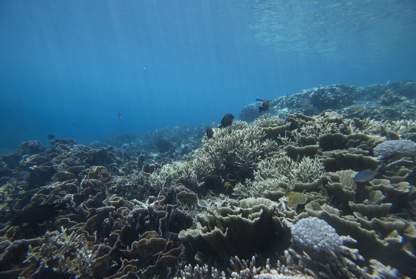 Pemandangan bawah laut di Pantai Sulamadaha, Ternate, Maluku Utara, menjadi salah satu tujuan wisata paling diminati di Ternate karena terkenal dengan kejernihan air lautnya. 