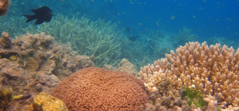 Pemandangan bawah laut sekitar Pulau Kaliage