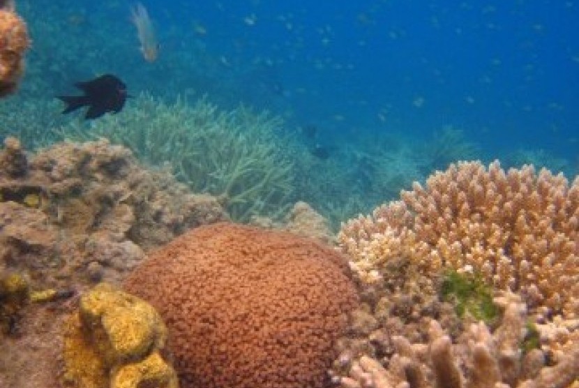 Pemandangan bawah laut sekitar Pulau Kaliage