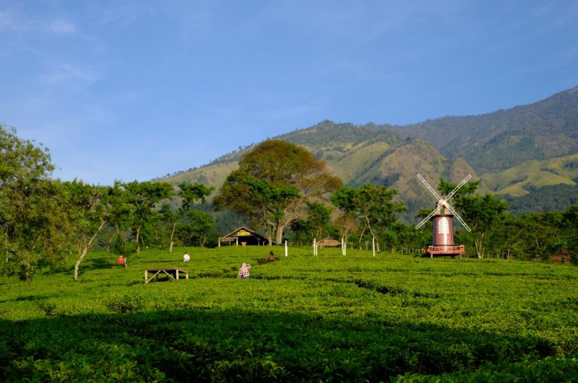 Pemandangan di salah satu area kebun teh Wonosari, Kabupaten Malang.