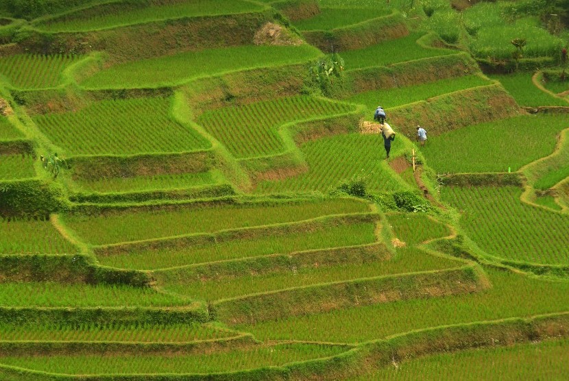 Pemandangan lahan pertanian di Desa Sukamukti, Kabupaten Tasikmalaya, Jawa Barat, Senin (31/10). 