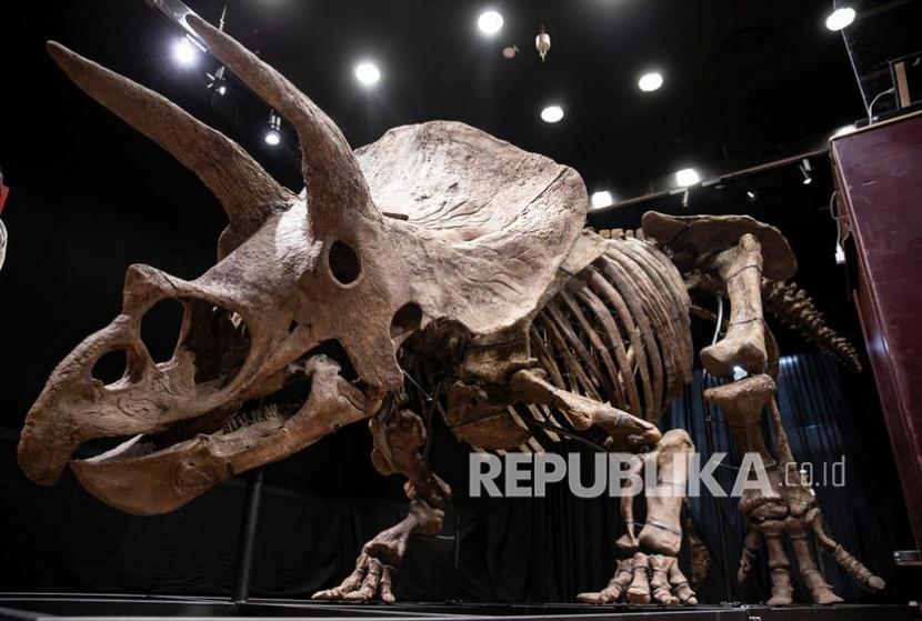  Pemandangan umum kerangka fosil dinosaurus Triceratops di rumah lelang Drouot di Paris, Prancis, Kamis (21/10/2021). Ahli paleontologi telah menemukan fragmen kecil dari asteroid yang membunuh dinosaurus saat menabrak bumi 66 juta tahun lalu. 