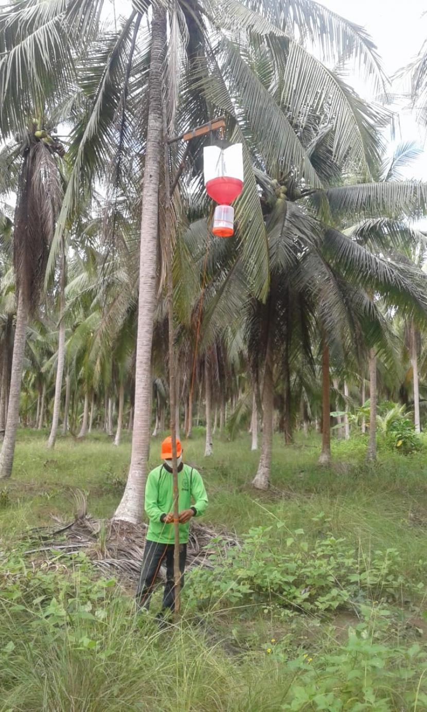 Pemasangan alat yang berfungsi untuk mengendalikan Organisme Pengganggu Tanaman (OPT) pada tanaman kelapa.