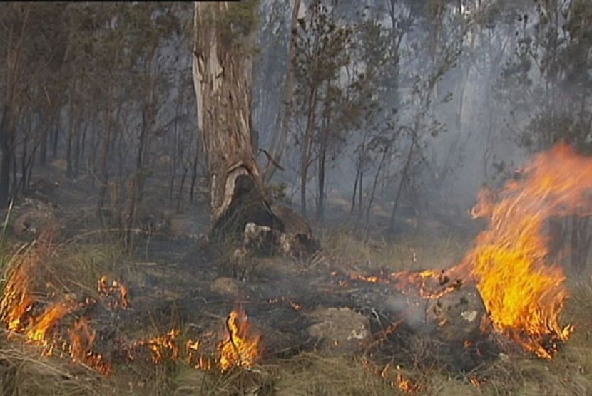 Pembakaran lahan (ilustrasi) 