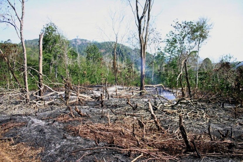 Dinas Kehutanan Kosong, Pengawasan Hutan Semakin Lemah. Foto: Pembalakan Liar.