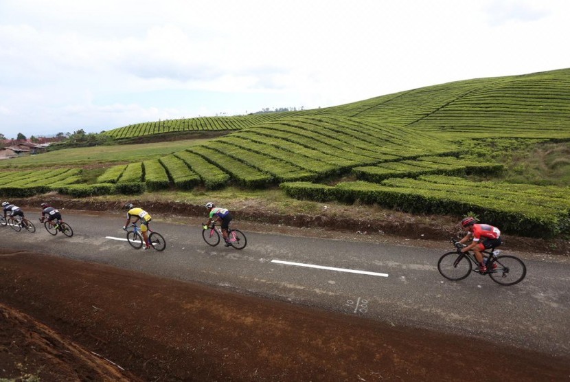 Pembalap Tour de Singkarak melintasi Kebun Teh di Kabupaten Kerinci di etape VII Tour de Singkarak 2019, Jumat (8/11) 